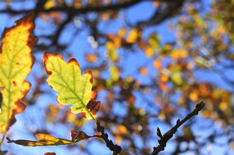 Oak leaf